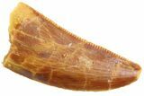 Serrated Raptor Tooth - Real Dinosaur Tooth #347067-1